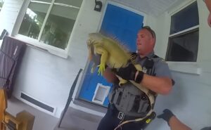 Iguană în brațele unui polițist din Florida