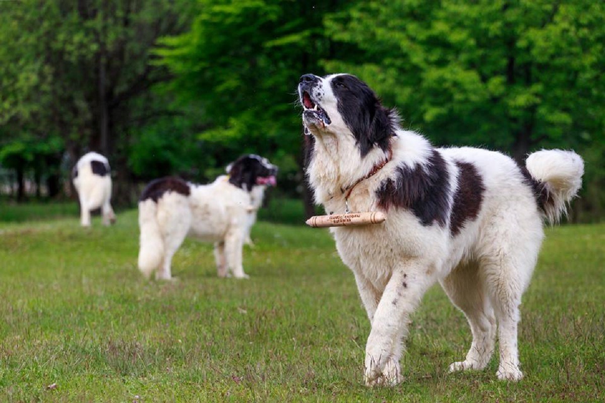 ciobanesc de bucovina