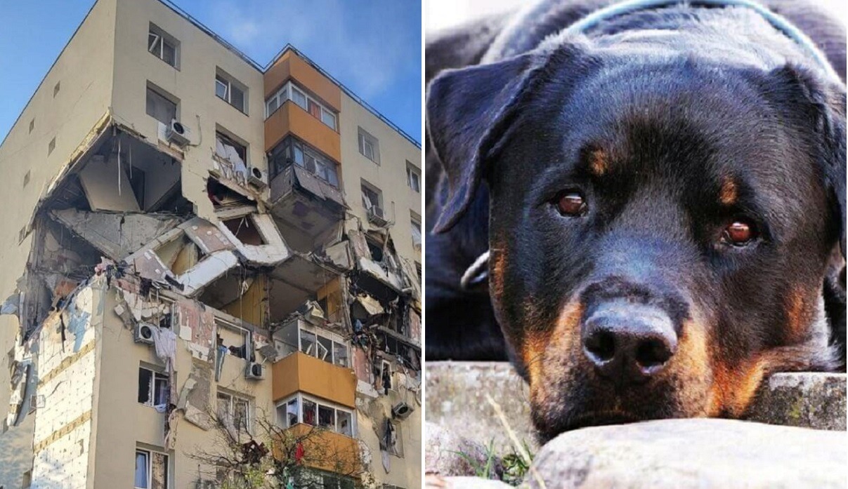 caine explozie rahova