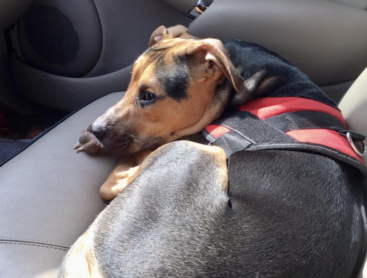 Câine pe bancheta unei mașini