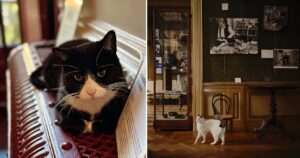 muzeul pisicilor KattenKabinet