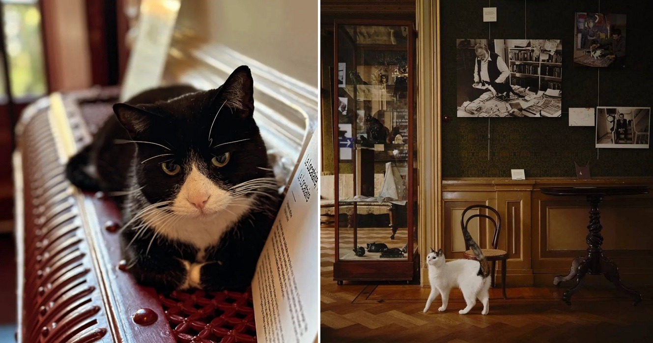 muzeul pisicilor KattenKabinet