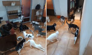 multe pisici in apartament