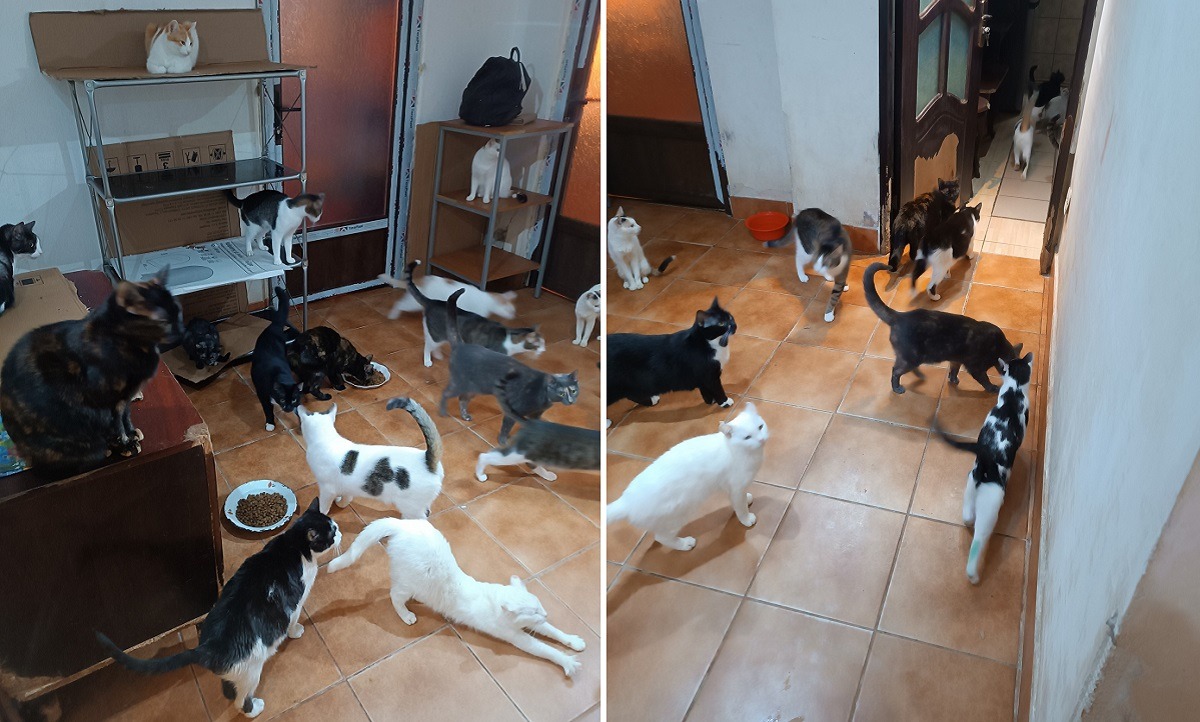 multe pisici in apartament