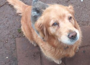 Golden Retriver și urs Koala. Ursul îl ține de gât pe câinele Denni