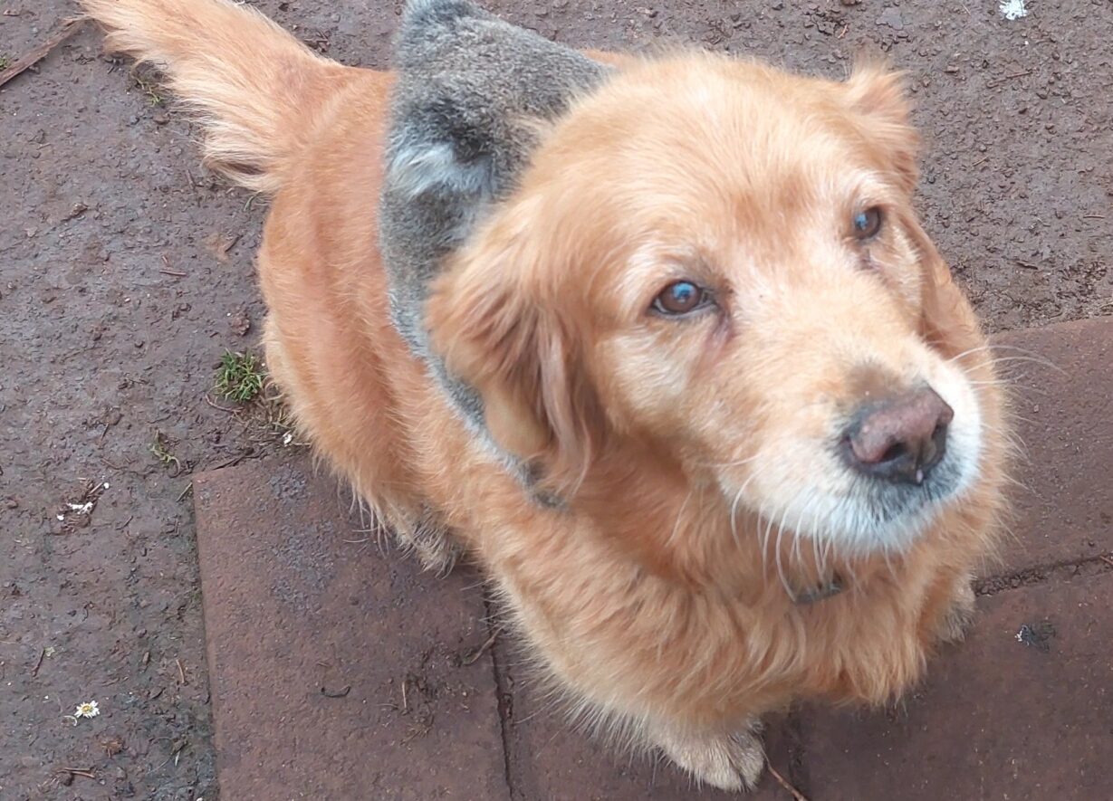 Golden Retriver și urs Koala. Ursul îl ține de gât pe câinele Denni