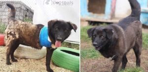 catel cu trei picioruse