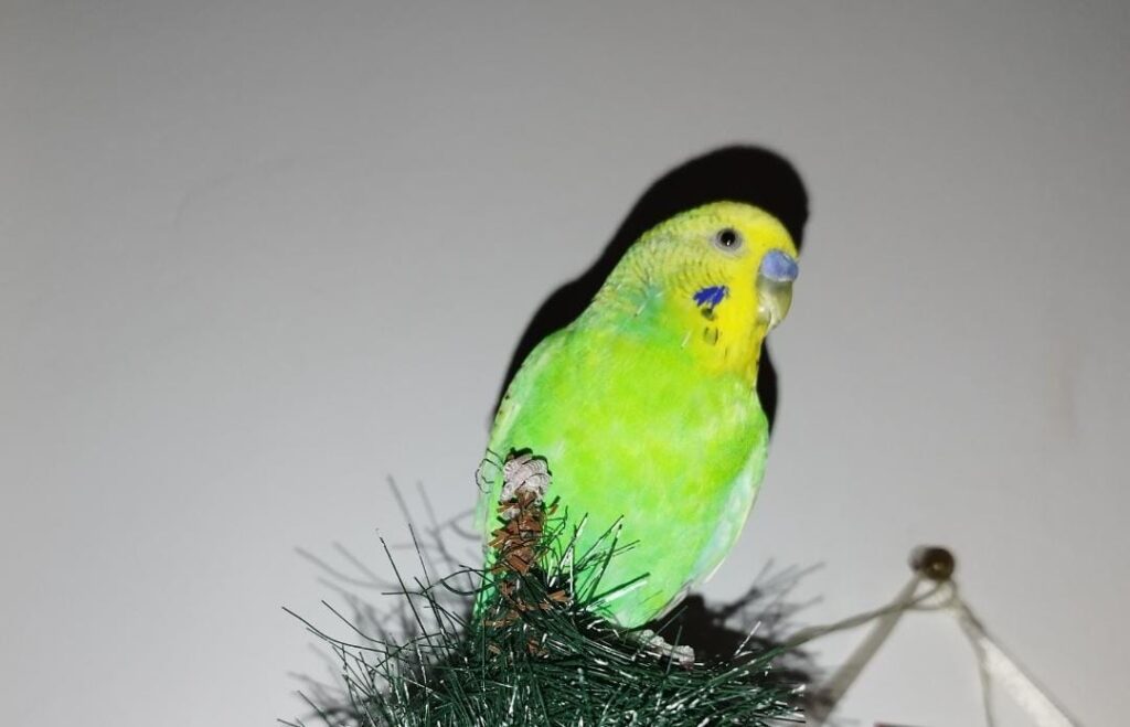 levi stand pe varful bradului