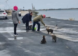 Oameni și pisici pe faleza din Mangalia