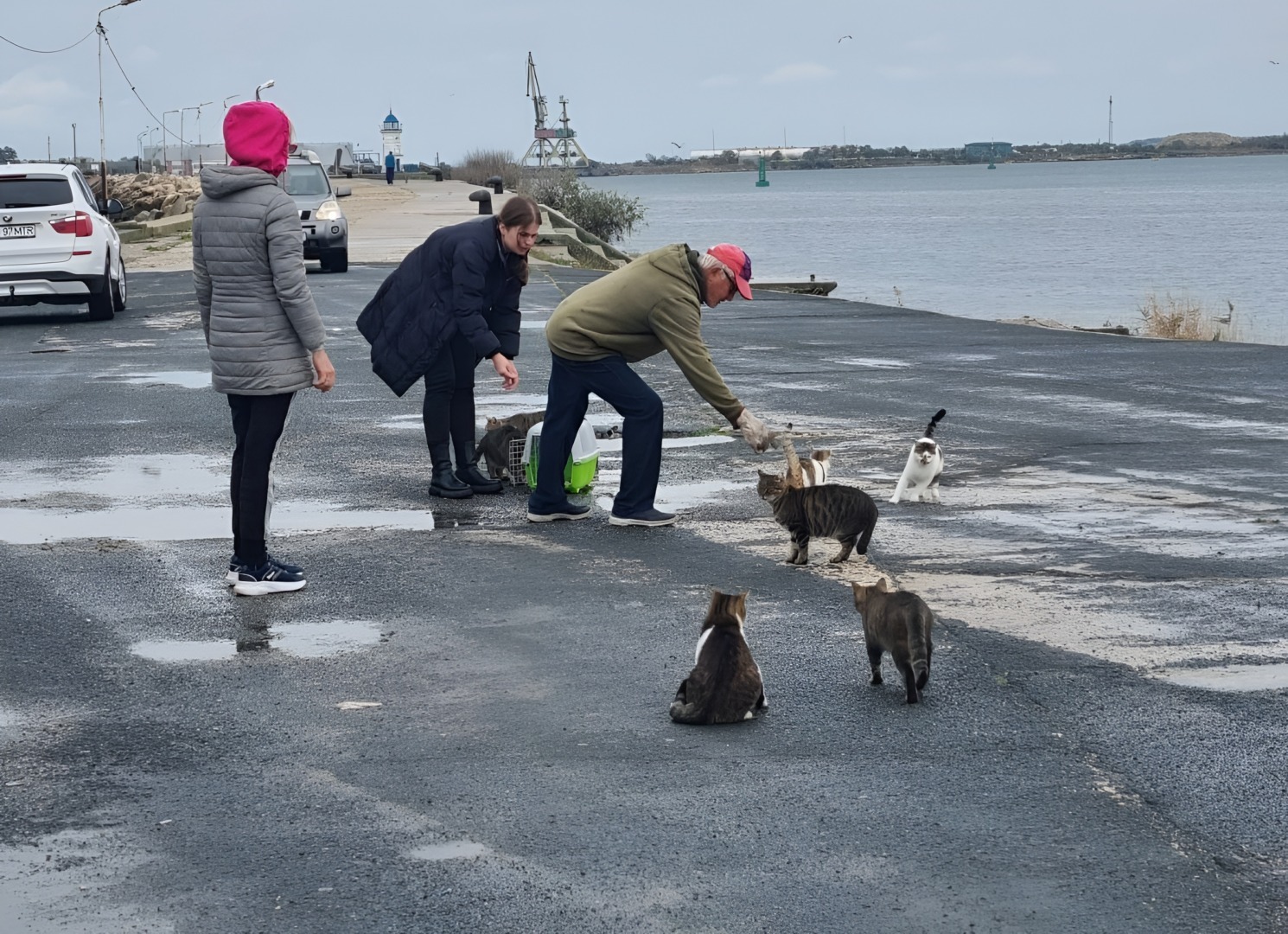 Oameni și pisici pe faleza din Mangalia