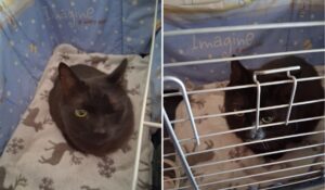 un motan a supravietuit exploziei din Rahova