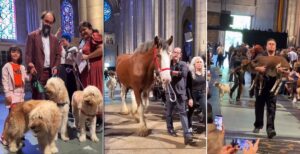 animale in catedrala