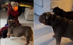 caini speriati cu decoratiuni de halloween