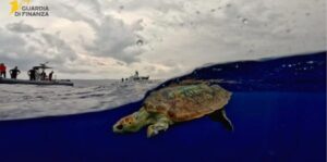 testoasa eliberata in mare