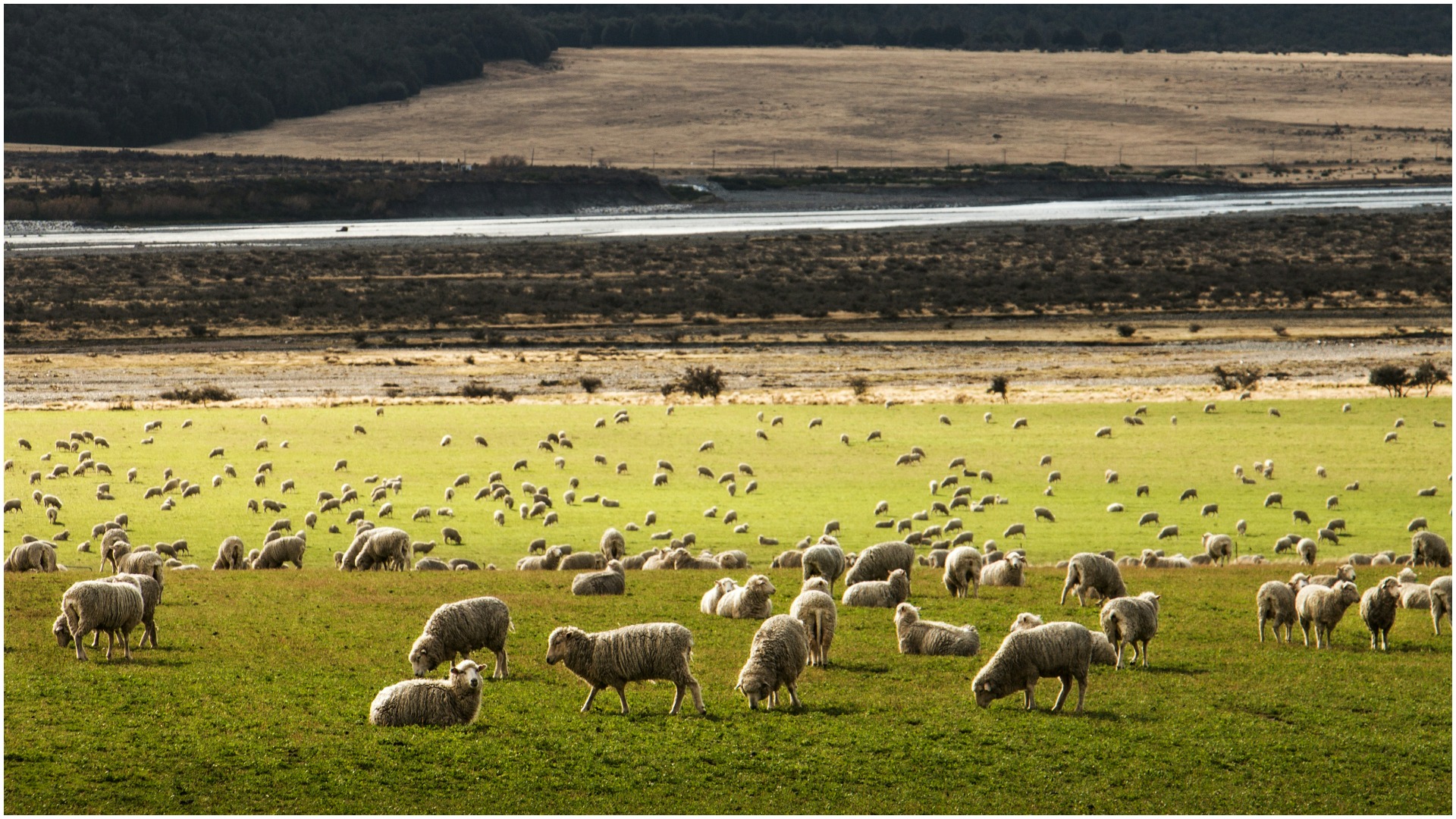 Oi Merino pe un câmp.