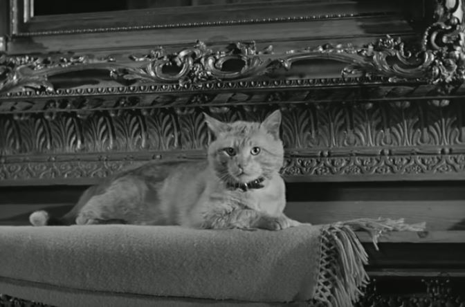 Pisica Orangey Murray în filme.