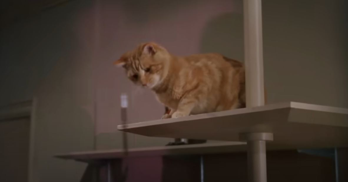 Pisica Orangey Murray în filme.