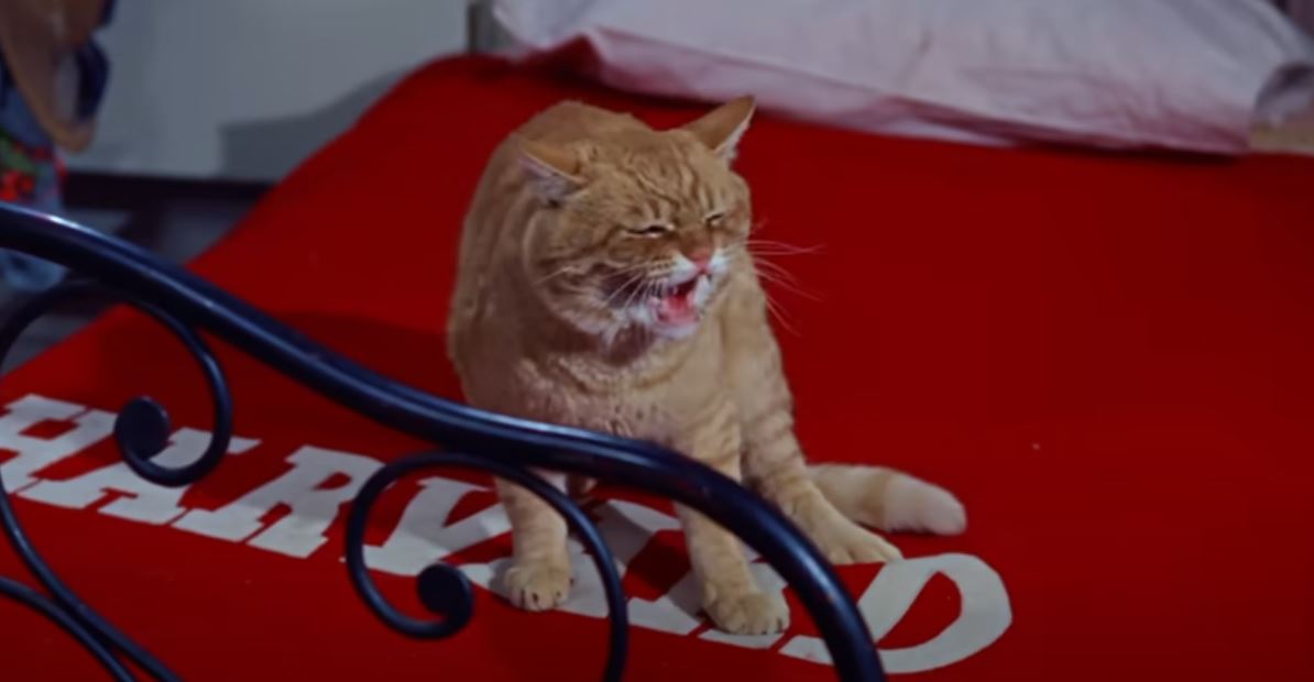 Pisica Orangey Murray în filme.