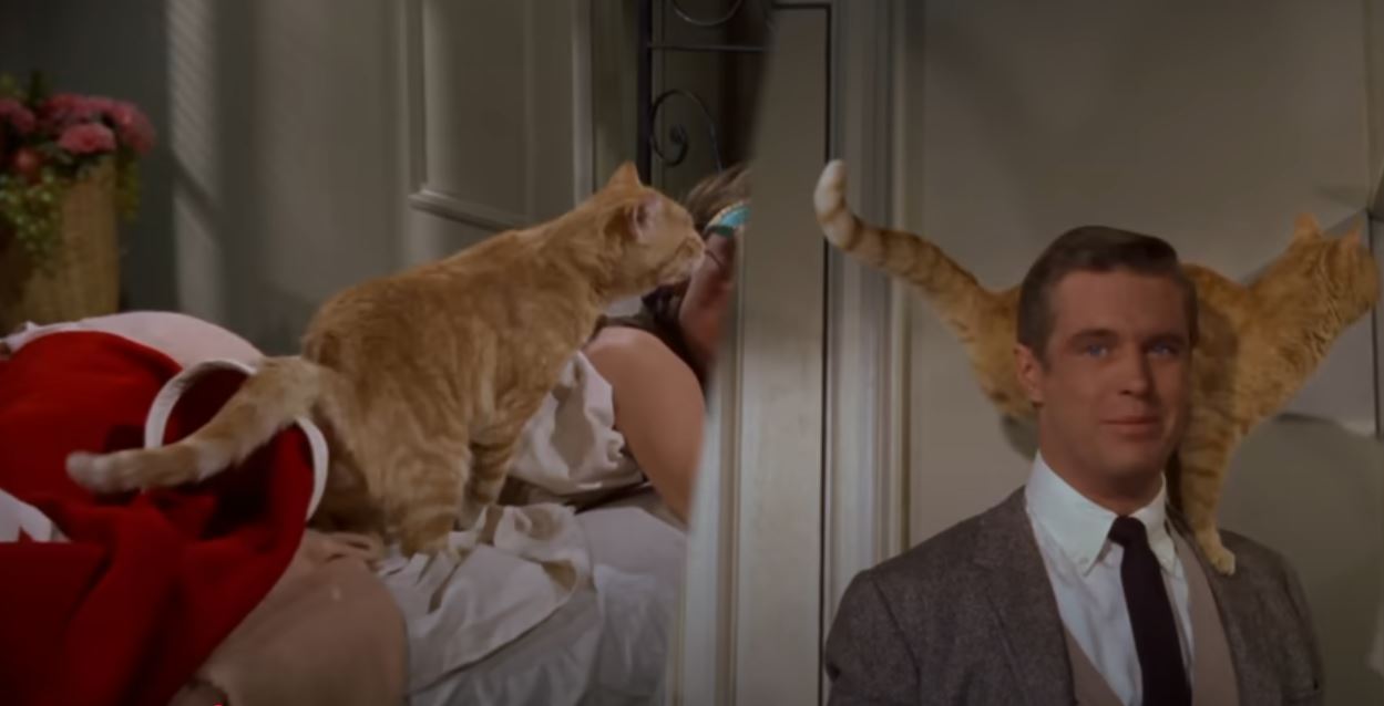 Pisica Orangey Murray în filme.