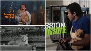 Filme cu pisici, actorul pisică Orangey Murray.