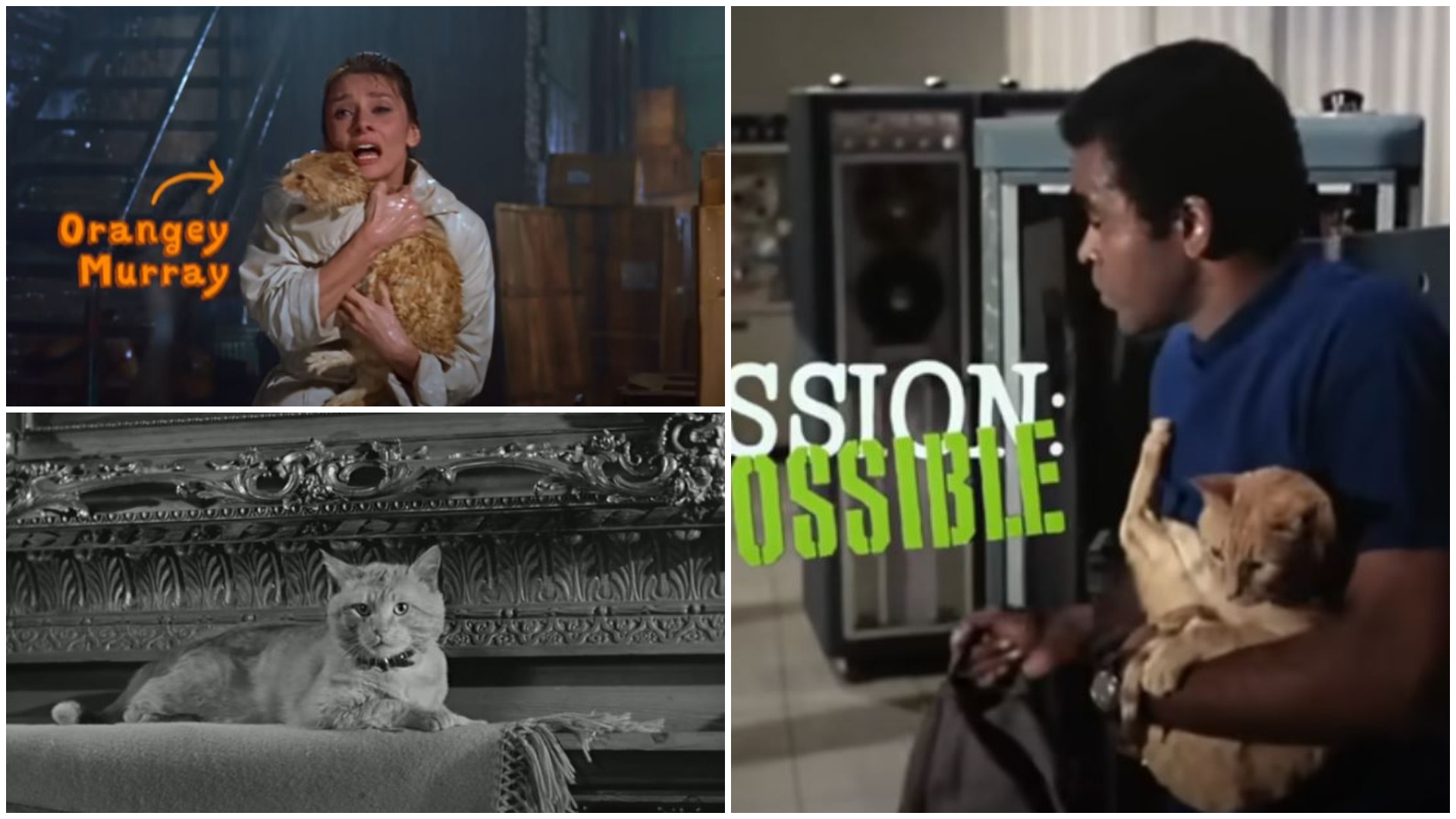 Filme cu pisici, actorul pisică Orangey Murray.