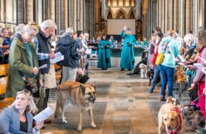 animale sfintite de preot