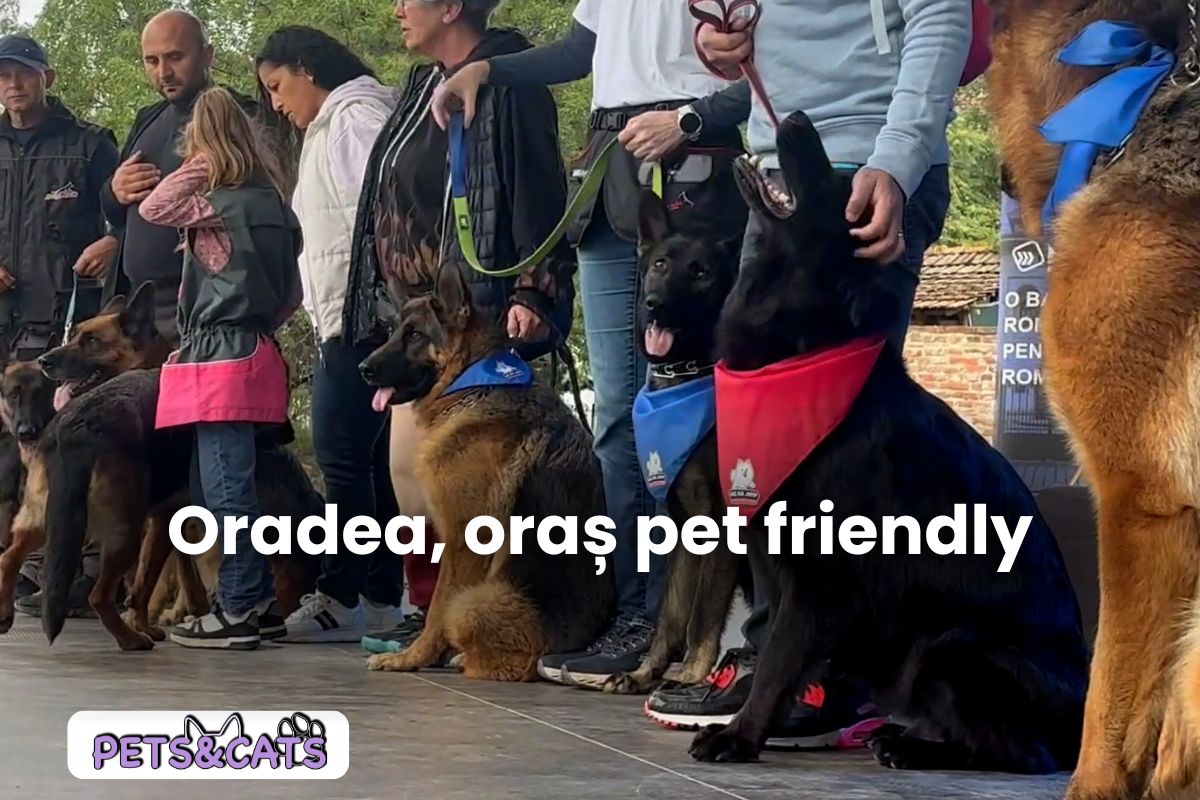 Câini aliniați lângă stăpâni