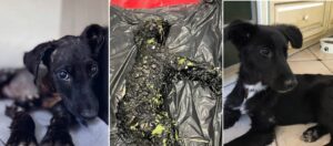 cainele phoenix salvat din smoala