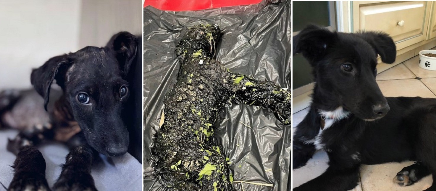 cainele phoenix salvat din smoala