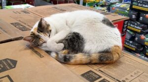 pisica doarme pe carton