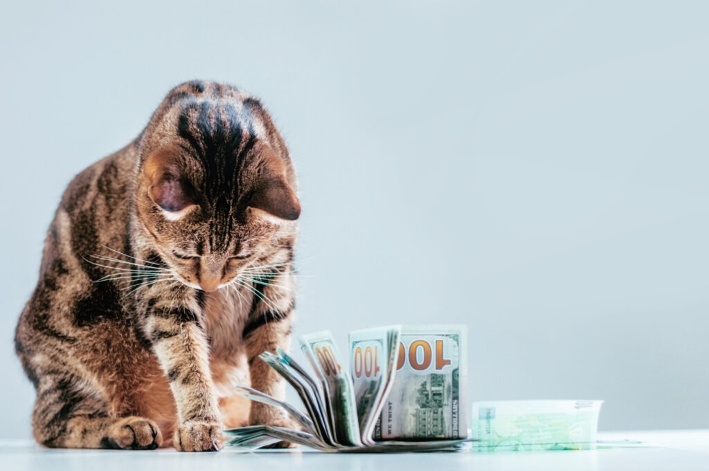 O pisică să joacă cu mai multe bancnote de 100 de dolari