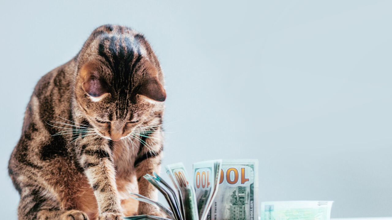 O pisică să joacă cu mai multe bancnote de 100 de dolari