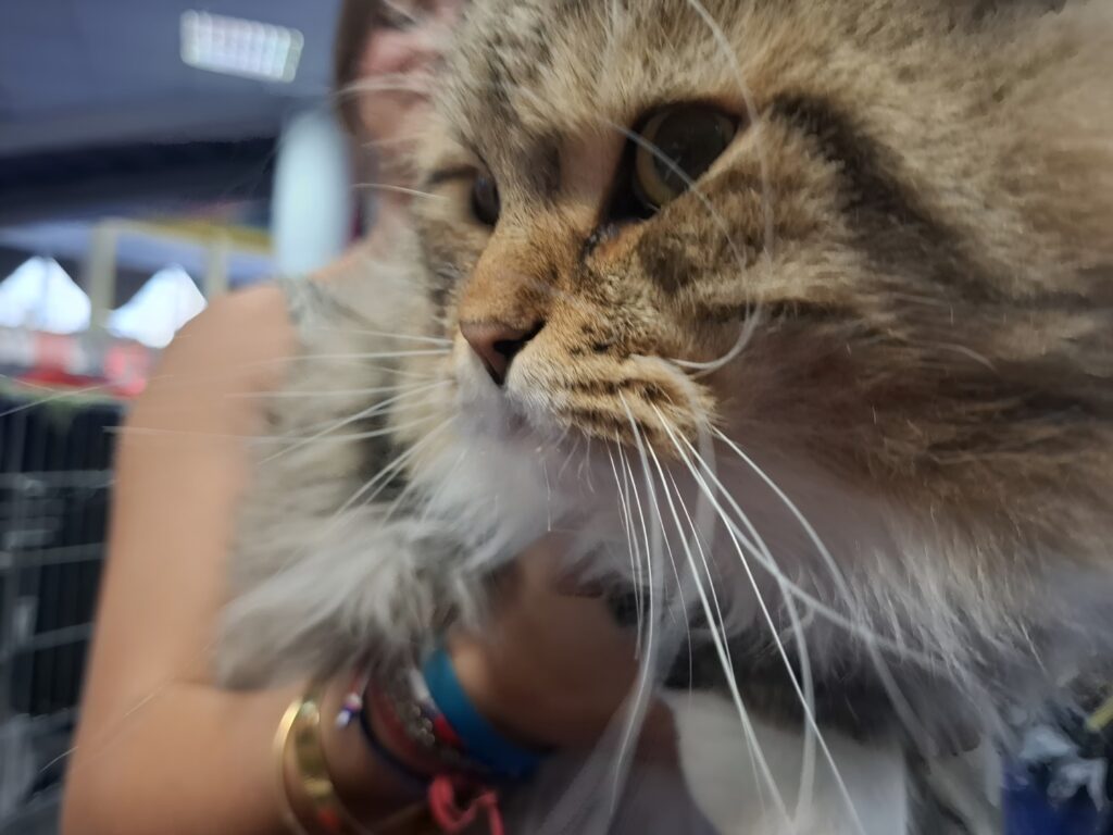 Pisică la Campionatul Mondial Felin