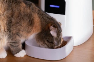 Pisică mâncând boabe din feeder