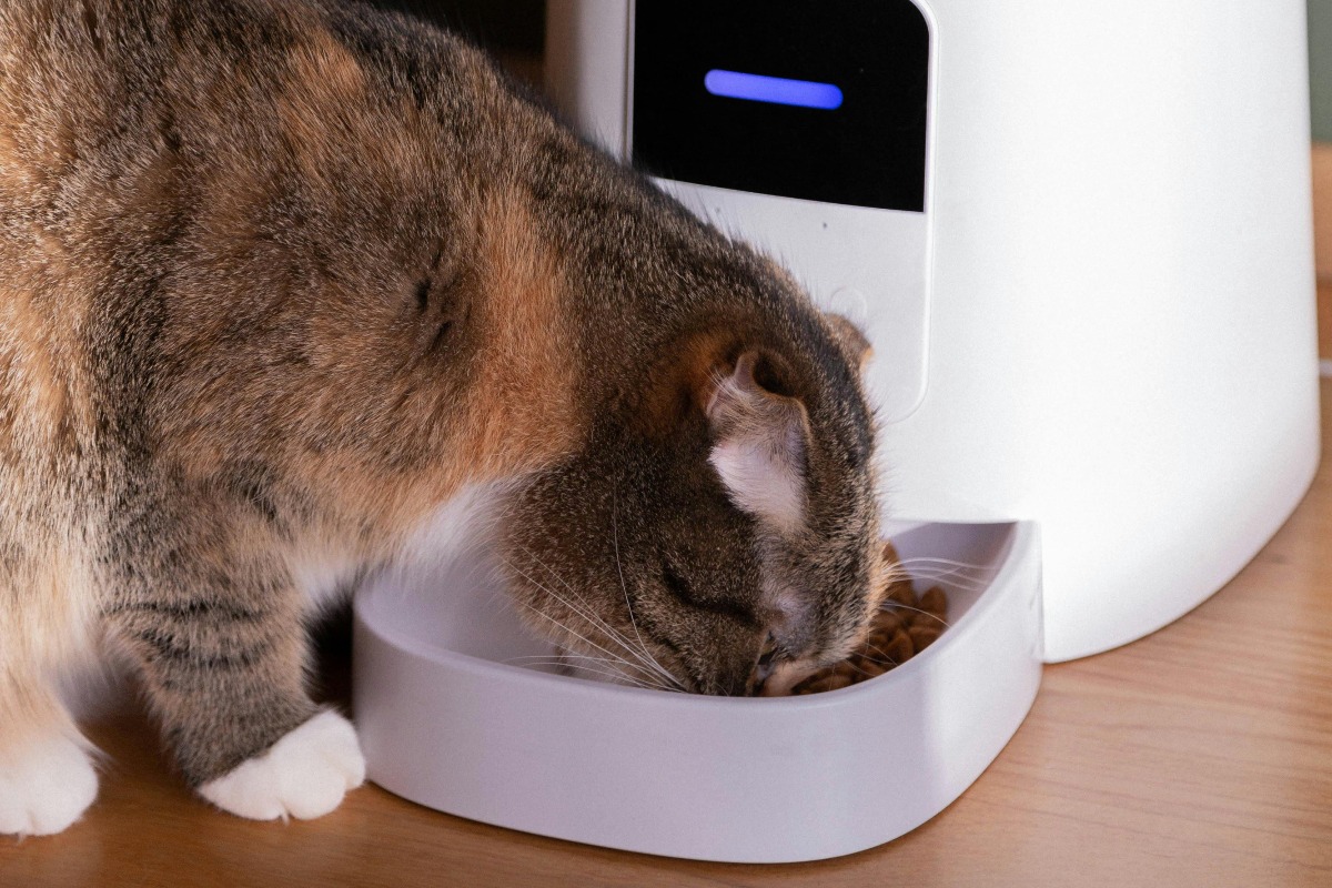 Pisică mâncând boabe din feeder