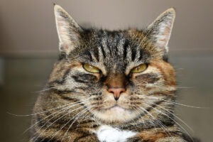 Cap de pisică supărată