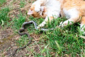 O pisică se joacă cu un șarpe