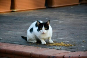 Pisica fără stăpân, mâncând bobițe pe stradă