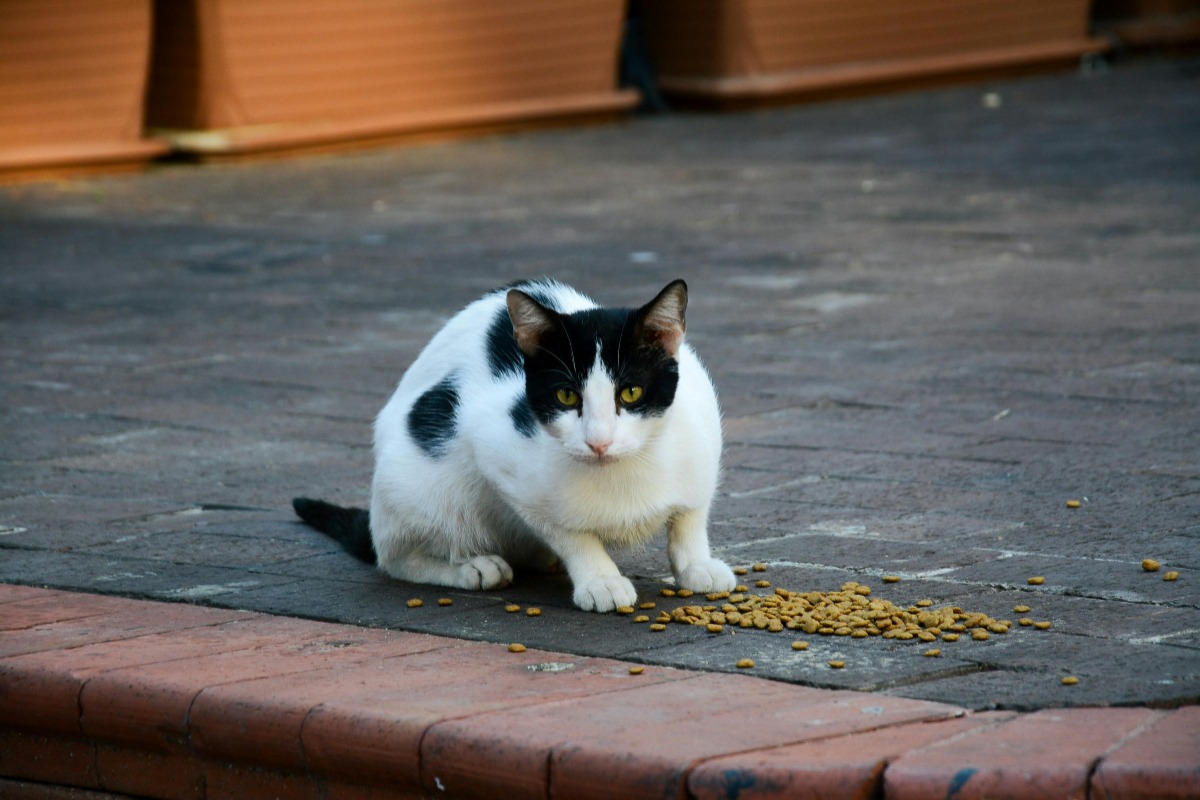 Pisica fără stăpân, mâncând bobițe pe stradă