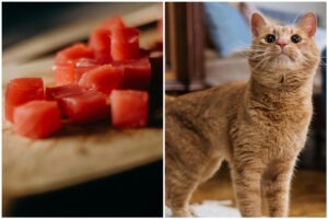 Colaj cu o pisică portocalie mirată(dreapta) și bucățele de ton (stânga)