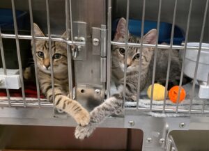 Două pisici în cușcă, într-un adăpost pentru animale