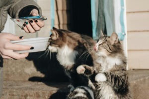 Două pisici care așteaptă să fie hrănite dintr-un castron alb. În mâna stăpânei se află și un plic albastru de mâncare de pisici