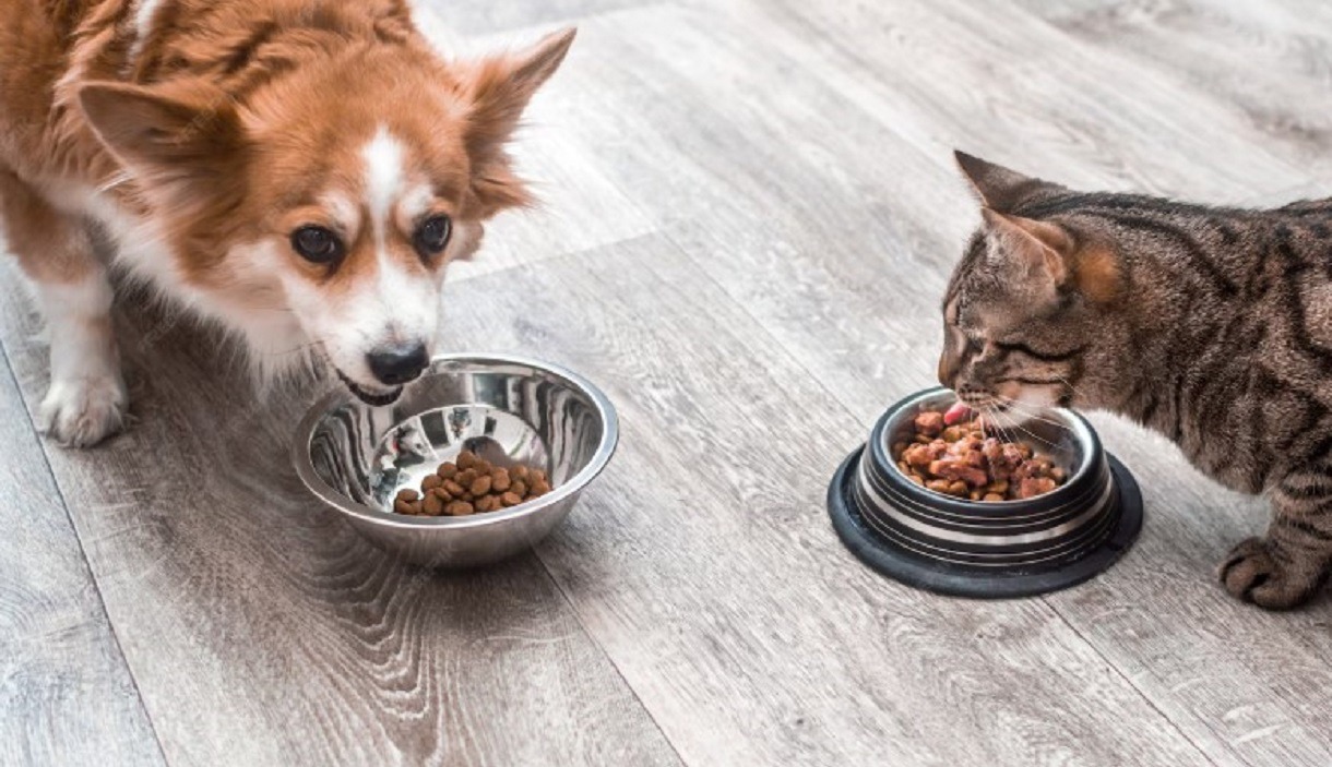 cainele si pisica mananca separat