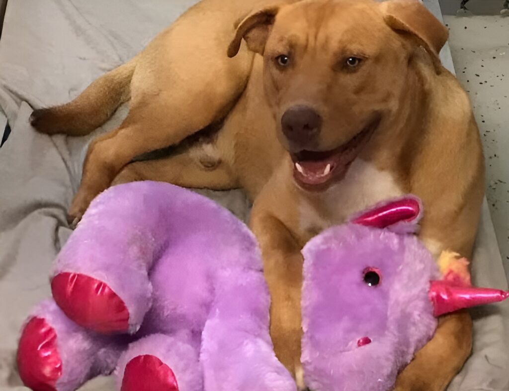 Câine alături de un unicorn de pluș