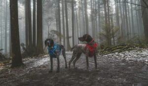 politistii-din-neamt-au-confiscat-peste-cinci-kilograme-de-trufe-negre