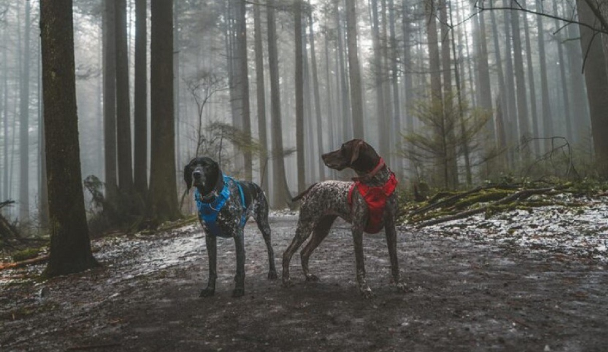 politistii-din-neamt-au-confiscat-peste-cinci-kilograme-de-trufe-negre