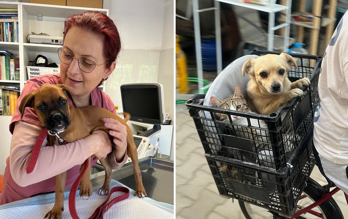 medic veterinar animale de companie