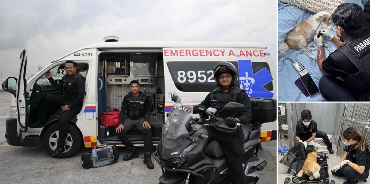 ambulanta pentru animale