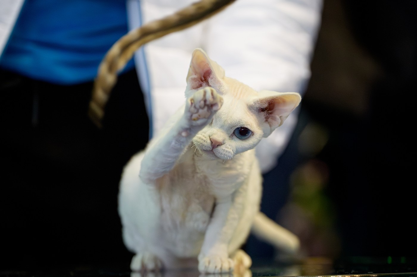 FIFe World Cat Show