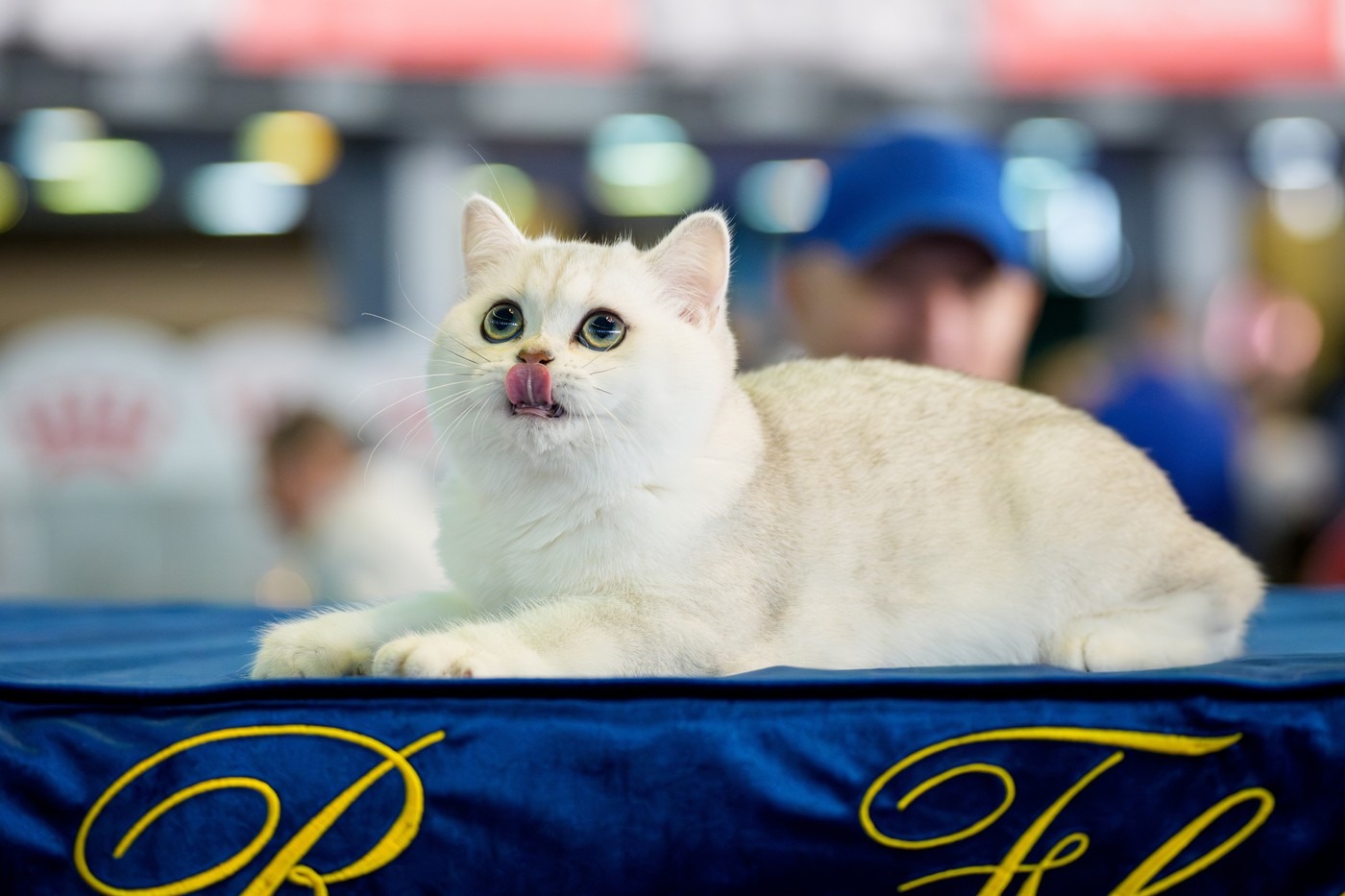 FIFe world cat show